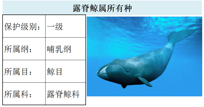 北须鲸181.鳀鲸180.小鳁鲸170.灰鲸169.海湾鼠海豚168.江豚167.
