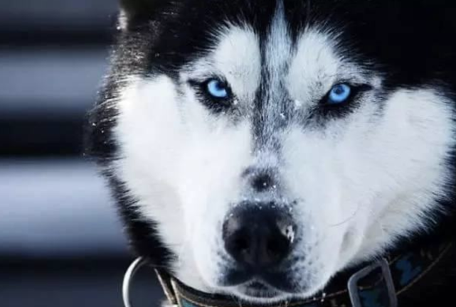 人看不到的东西，狗为何能看到？科学家给出了