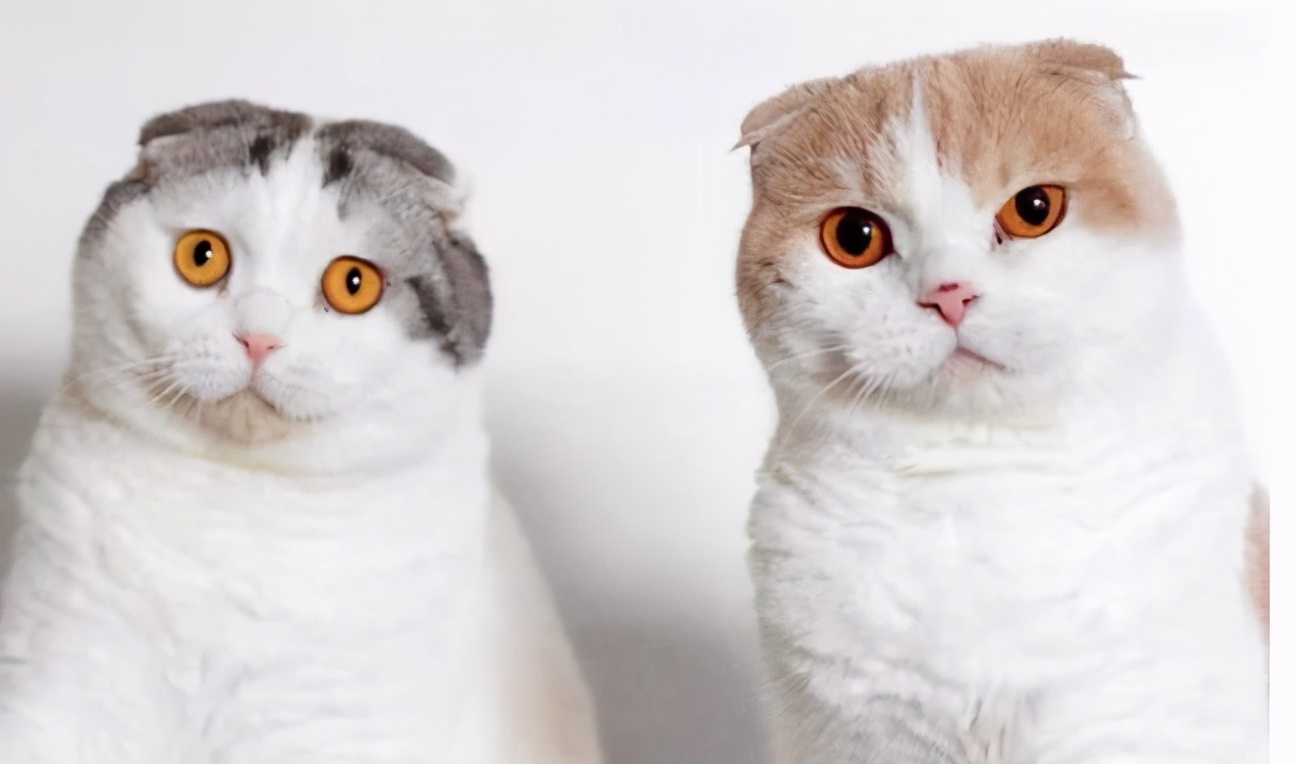 杭州日语培训：日本人气猫咪排行榜，有你喜欢的吗？