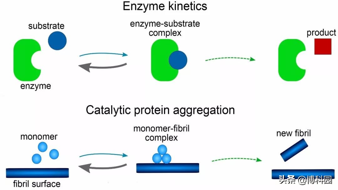 开发出淀粉样蛋白，形成的新数学模型，揭示了催化发生的方式