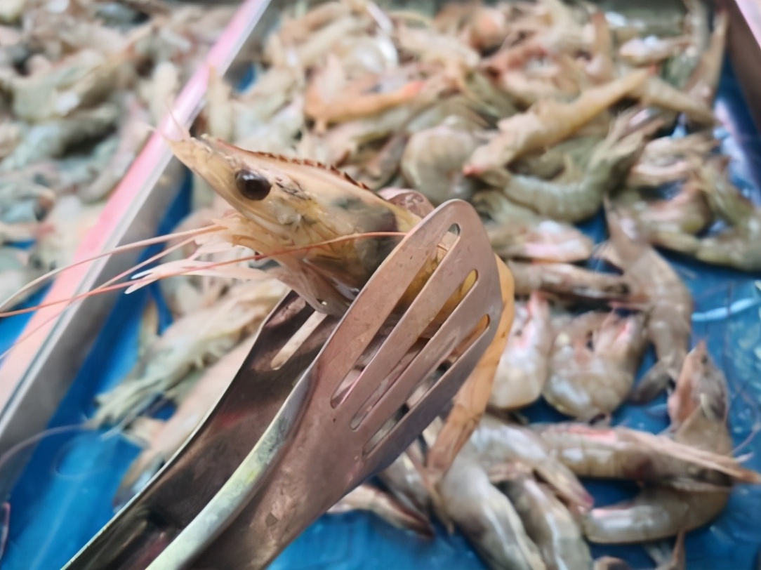 图片[4]-挑选大虾的技巧 学会后直接变“内行”-起舞食谱网