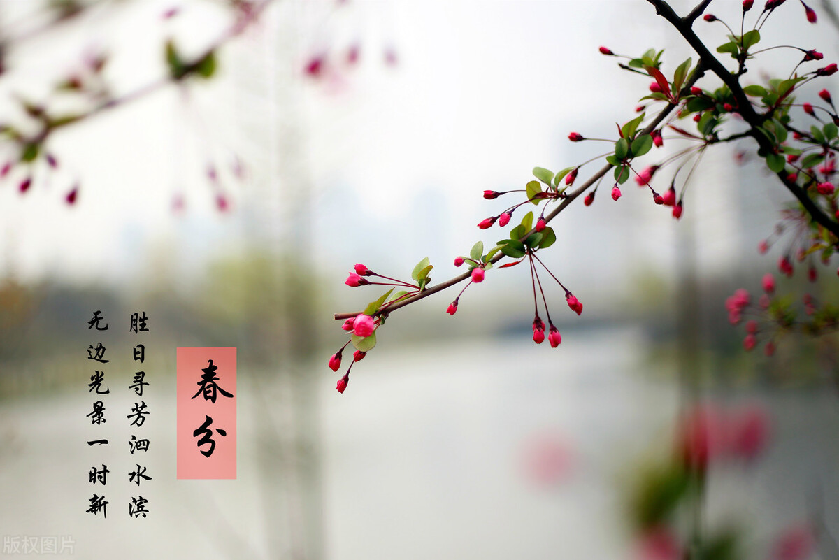 春分：轻风细雨，惜花天气，将春色收入眼，将温暖拥入怀