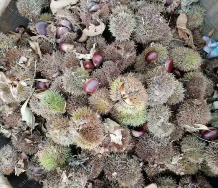 吃粟子的时节，分享在家炒粟子的方法，学会不用去外面买着吃了！