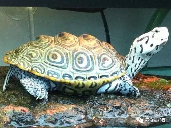 我的龟龟不爱动，是什么情况呢？