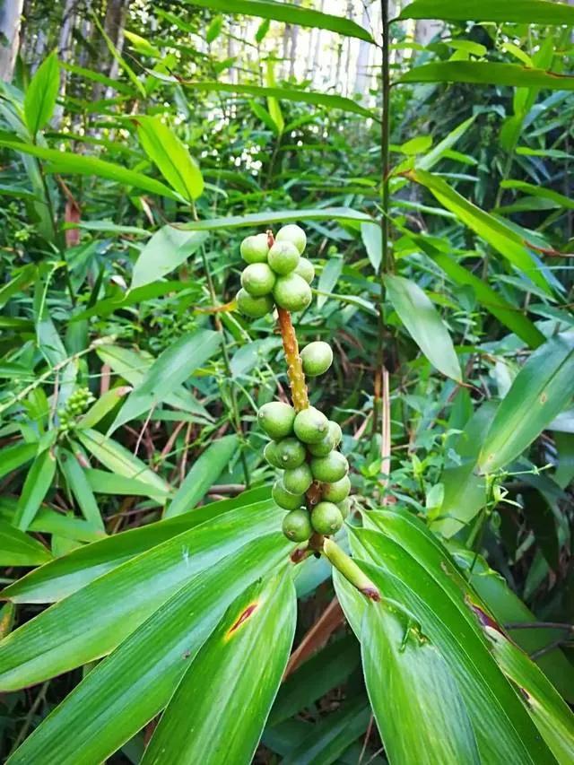 《本草纲目》故事：药食同源话益智