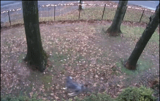 主人被哈士奇耍得团团转，邻居还以为他虐狗！