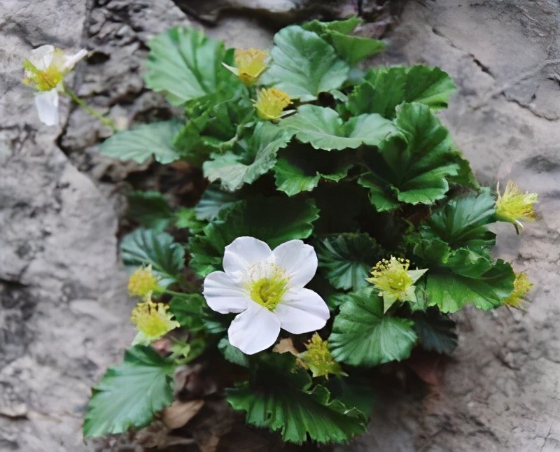 全球獨有的“絕壁奇花”，僅在太行山南部才能看到它，想養都很難