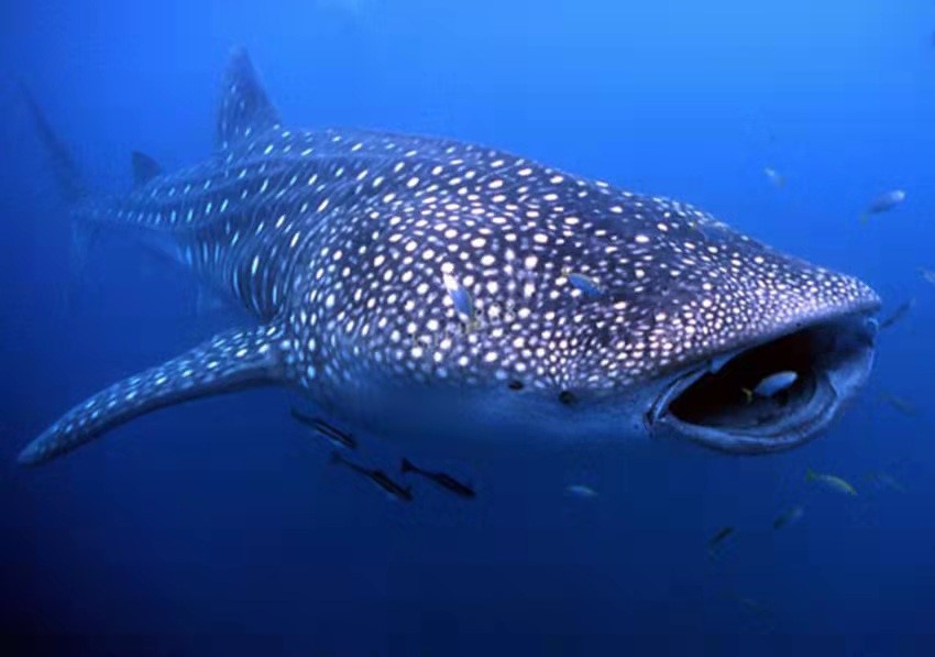 鲸鲨之谜世界上最大的鱼类