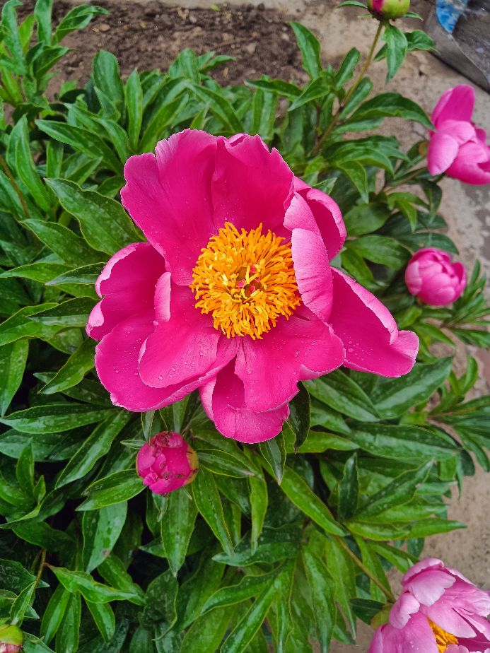 芍药花开了 资讯咖