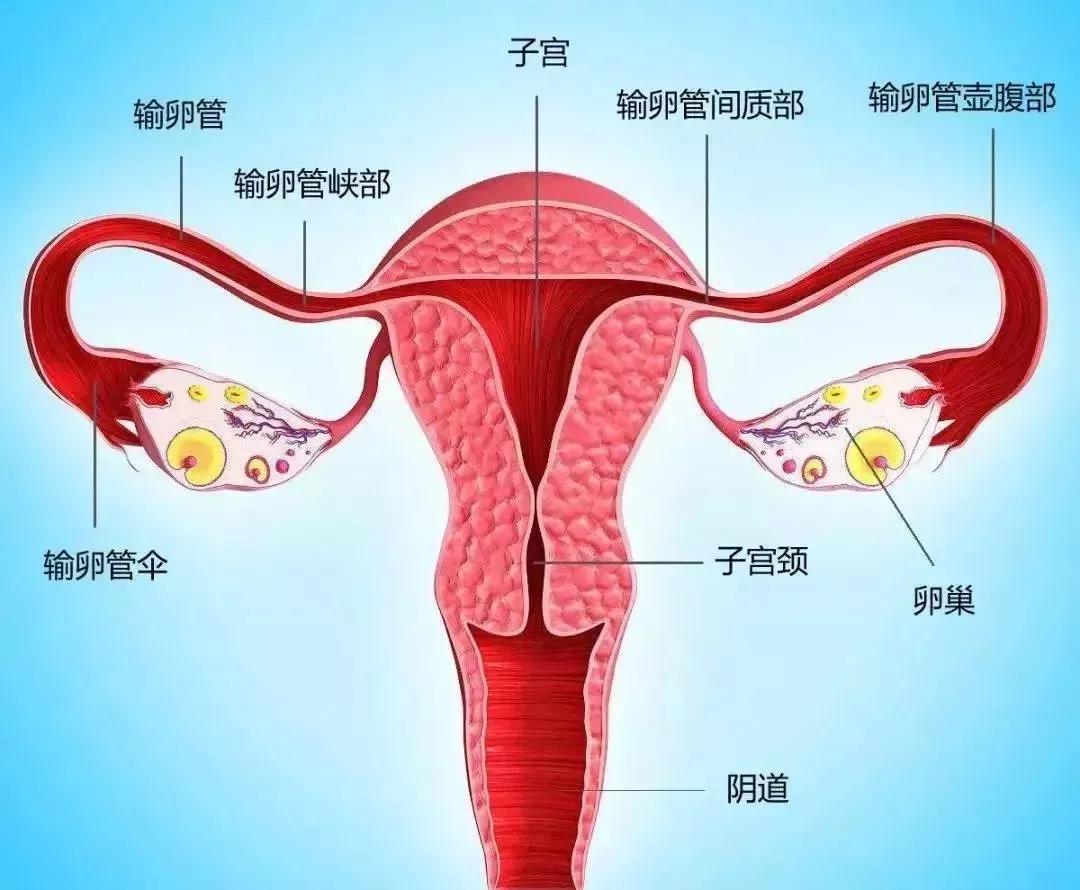 输卵管是个什么器官呢