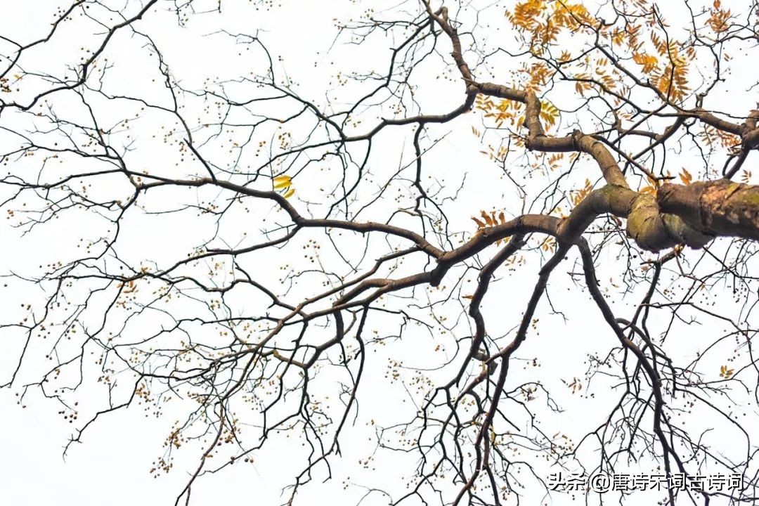 30首立冬诗词，在诗词里，体味诗意冬日-第4张图片-非凡网