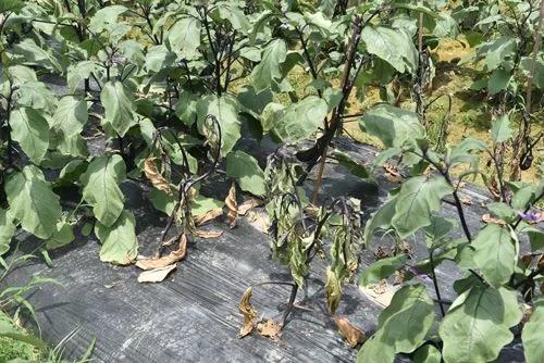 蔬菜生产常见问题及解决办法手册，看到就是赚