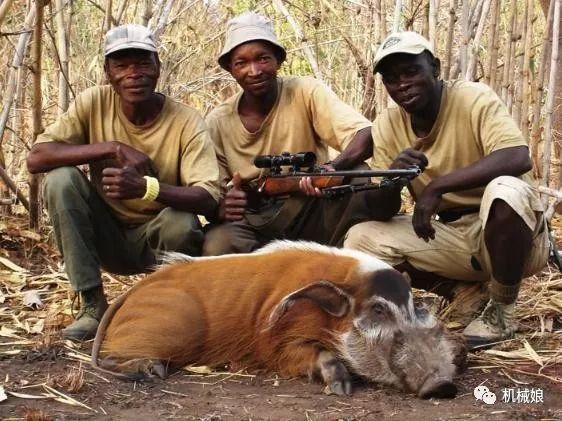 繁殖能力极强以致泛滥成灾的非洲红猪，2021能否被引进我国？