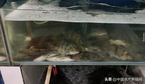 鳜鱼比去年便宜20元，养殖户心在滴血！上旬加州