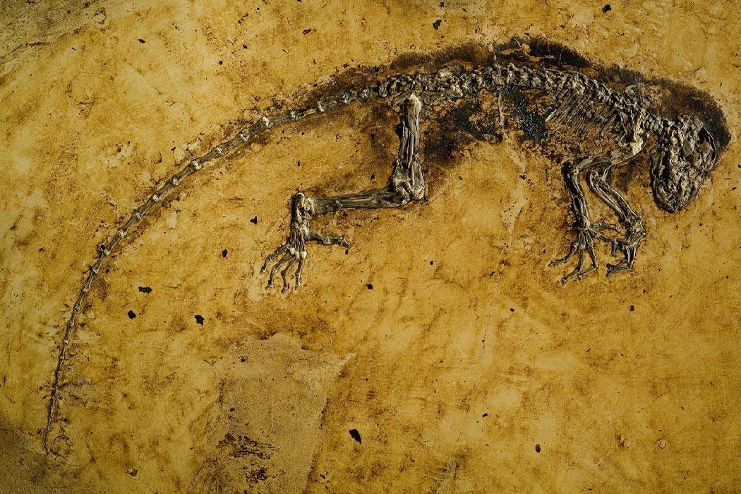 人类进化链上缺失的“过渡化石”被找到，印证