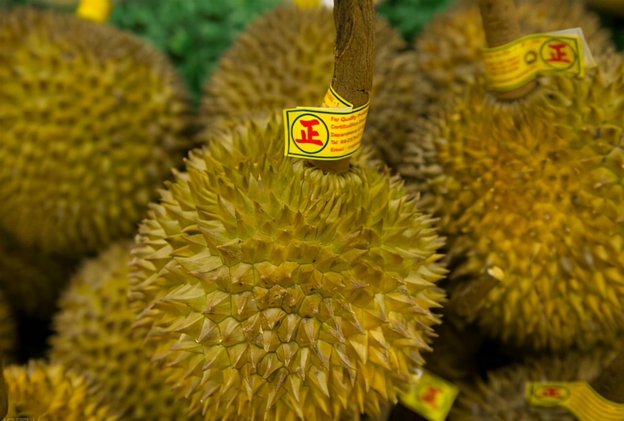 買榴蓮就挑“母”的，皮薄肉厚，牢記4個小技巧，老闆看你是內行