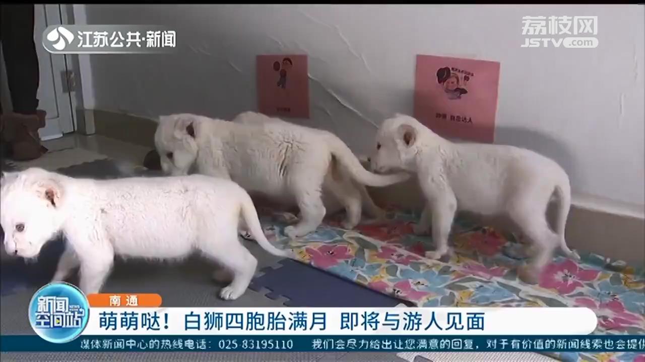 南通野生动物园白狮四胞胎满月 即将与游人见面