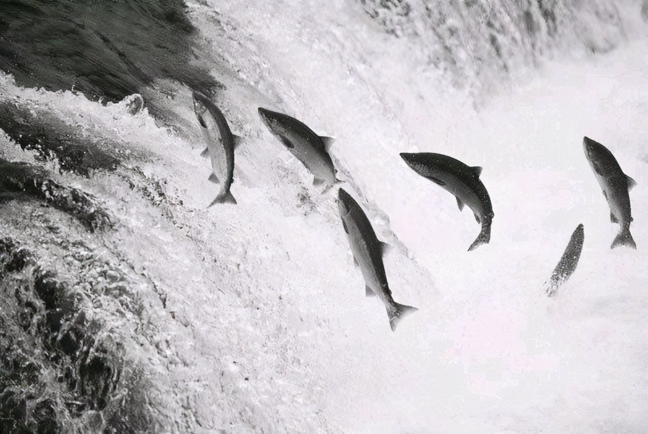 但是要逆流而上,就算是游泳能手,也不是件轻松的事情,何况是一条鱼