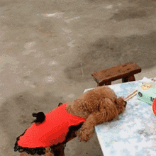 泰迪舔人不全是喜欢你,还暗示着这5个意思!