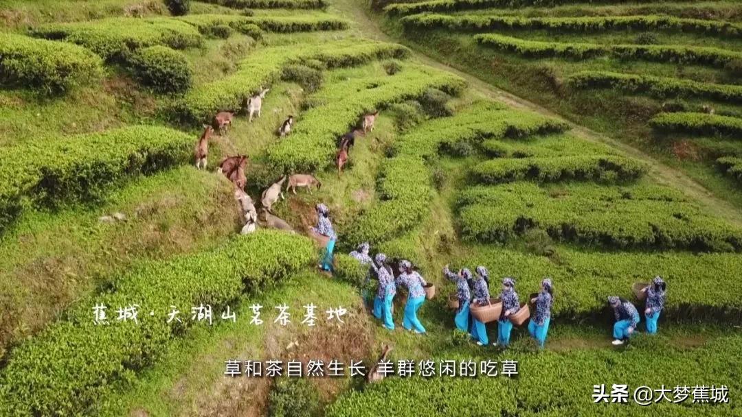 宁德天山茶：这款唐朝就有的贡茶，远销70多个国家！