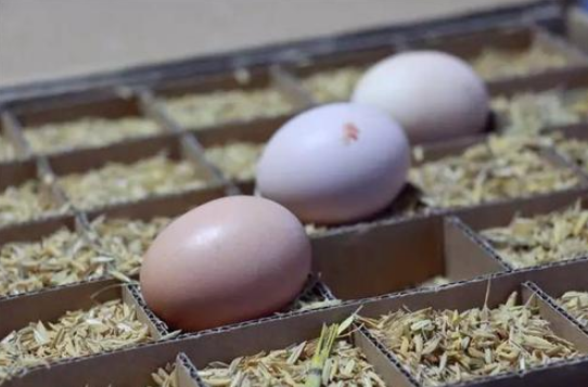 图片[4]-保存鸡蛋的土方法 很管用-起舞食谱网