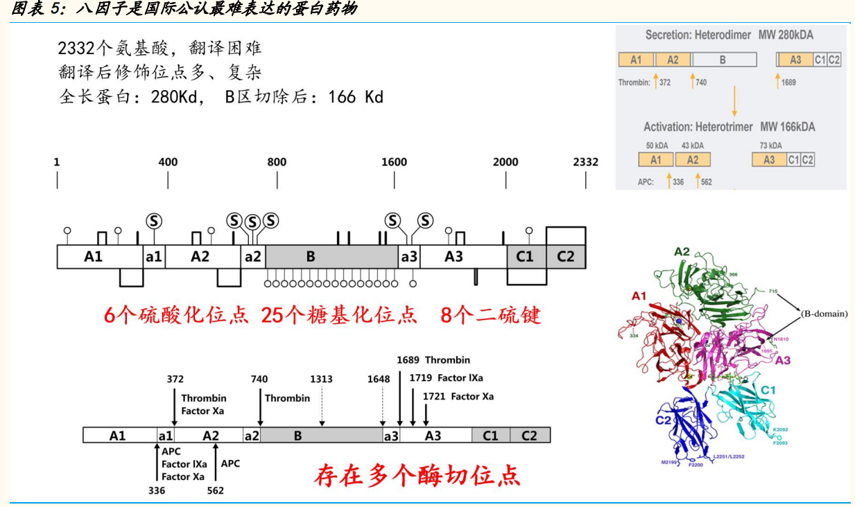 神州细胞专题研究：十数年磨一剑，中国首个重组八因子重磅上市
