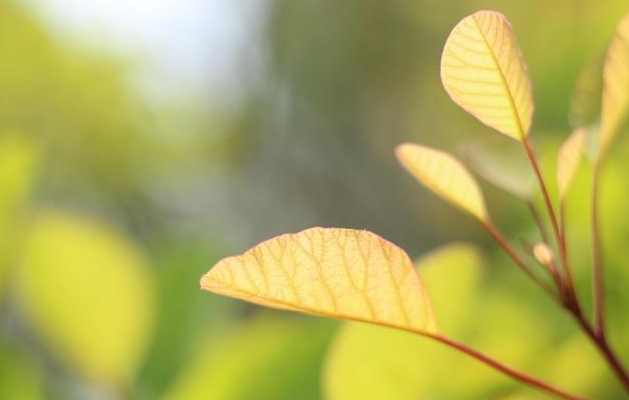 春暖花开的唯美句子：淡看流年烟火，细品岁月静好图片