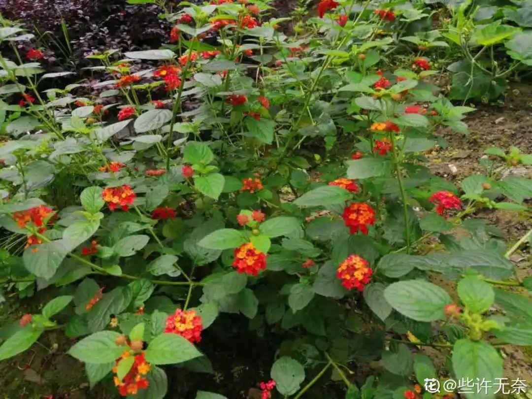 10種“臟臟”花，愛干凈的人別養，會招蟲子