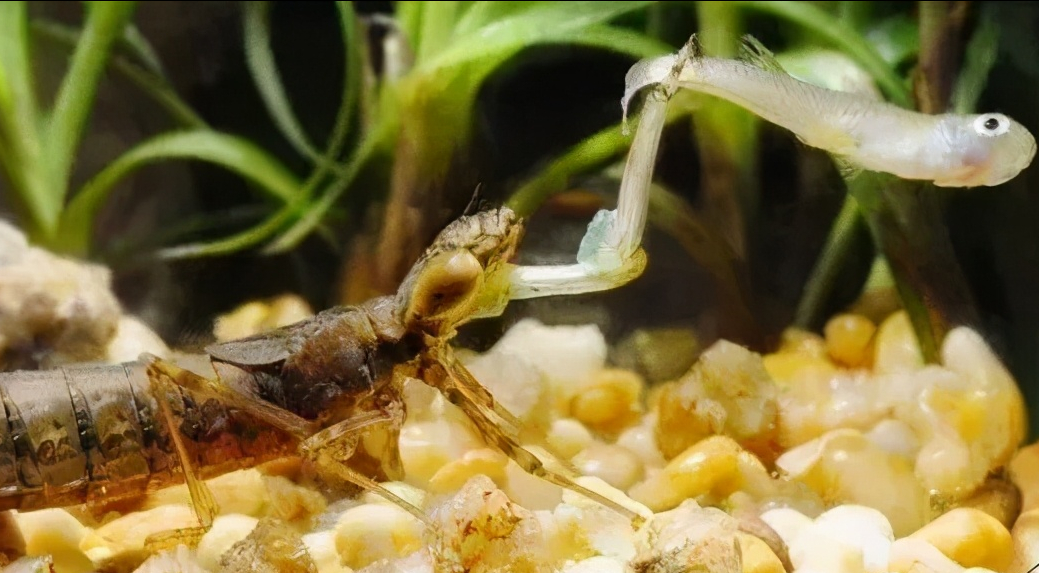 水花(鱼苗)育苗：常见的八类水生敌害虫类及其防控