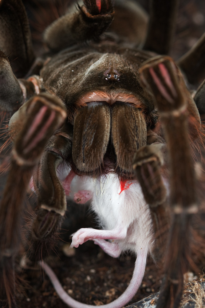 你有蜘蛛恐惧症吗?巨型蜘蛛实力演绎:我很丑可是我很温柔