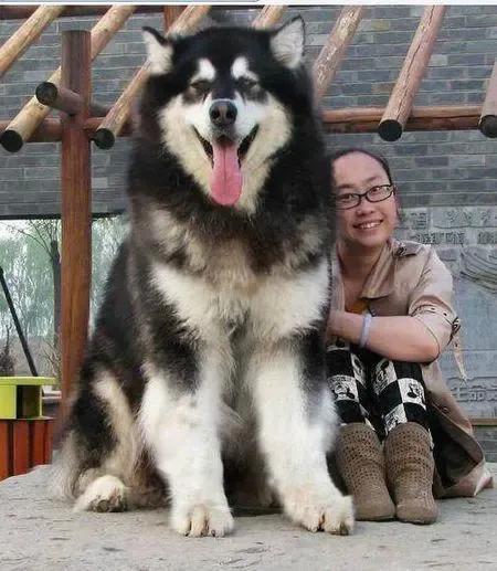 各国猛犬大全，建议收藏