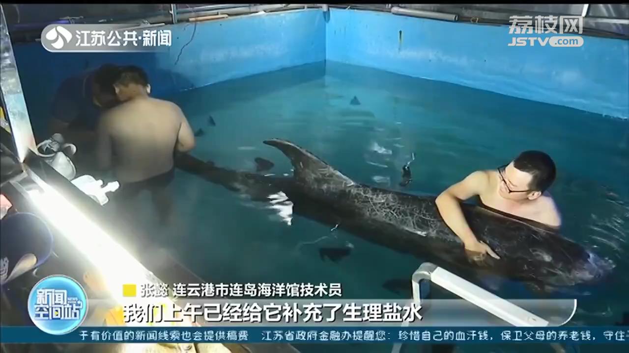 连云港搁浅“伪虎鲸”实为黎氏海豚 也是国家二级保护动物