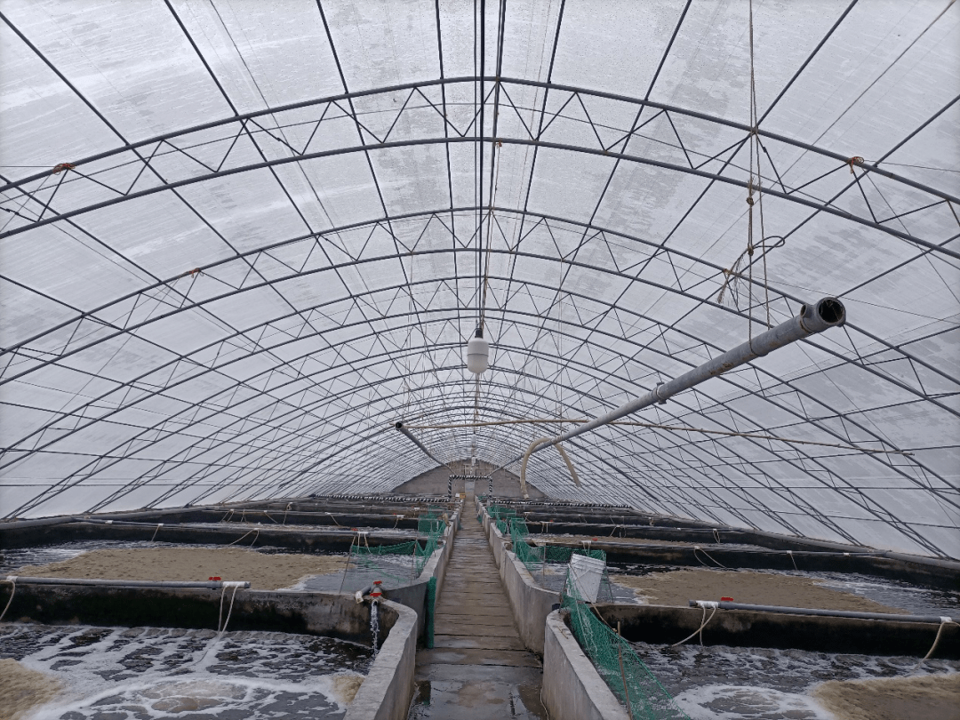 南美白对虾养殖中容易忽视的寄生虫病—纤毛虫病_淡水两栖_西南渔业网