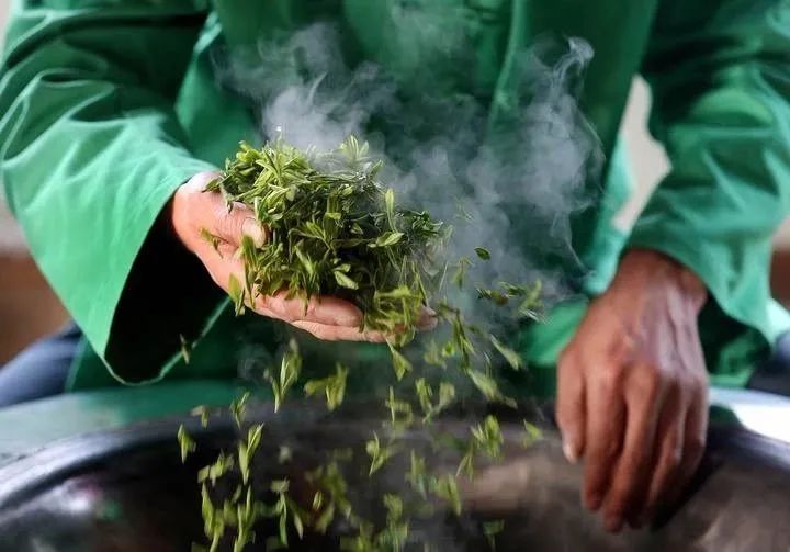 你買的紅茶和綠茶可能源自同一株茶樹？