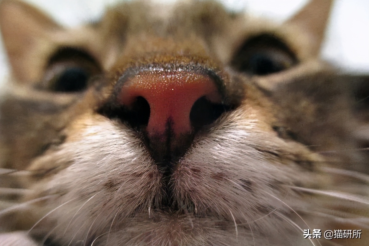 猫鼻支症状与治疗记录 - 知乎