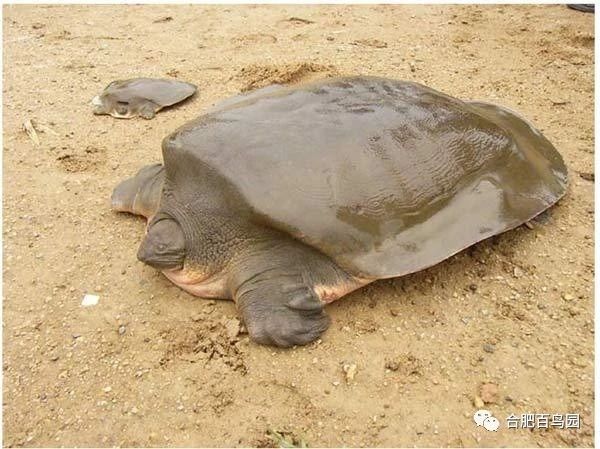 老牌一级保护动物,其实可能是个乌龙,以前人们它和斑鳖是一种动物,定