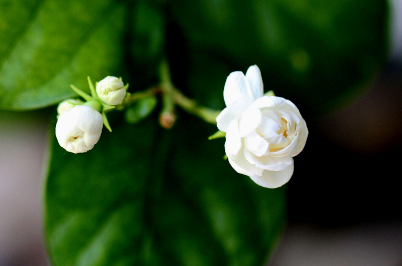 好一朵茉莉花，12首茉莉花的诗词，茉莉花开香满院-第19张图片-非凡网