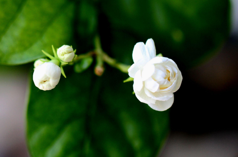 好一朵茉莉花，12首茉莉花的诗词，茉莉花开香满院-第19张图片-诗句网