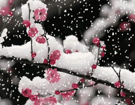 关于梅的诗句大全 梅雪争春未肯降，骚人阁笔费评章图片