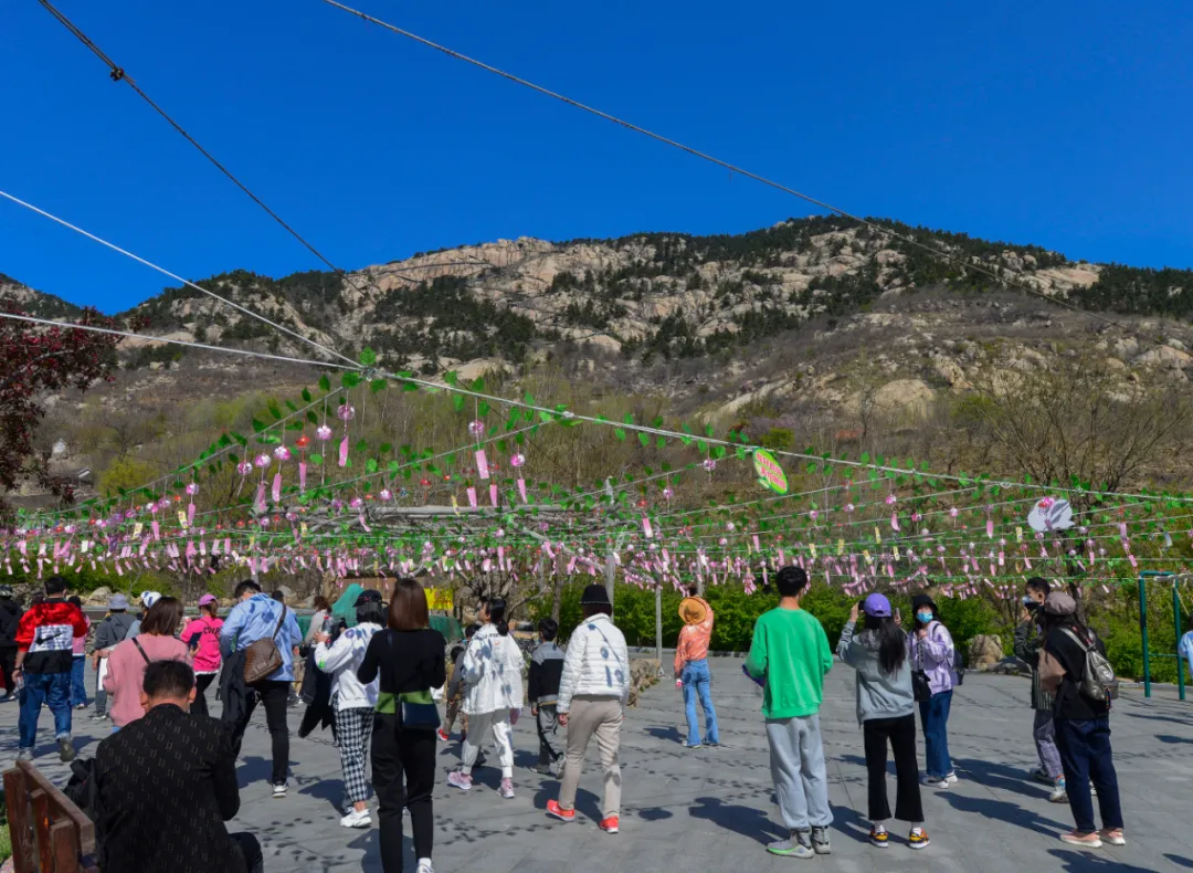 花开春盛游人醉！本周末天蒙山再迎“踏青赏花游”客流小高峰！
