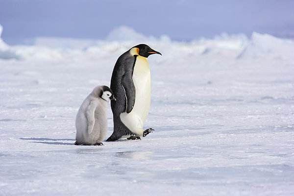 全球變暖！假如溫度上升6攝氏度 人類將會從地球上消失