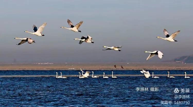 寒烟轻笼，白鹤戏水，民勤石羊河国家湿地公园宛如仙境一般