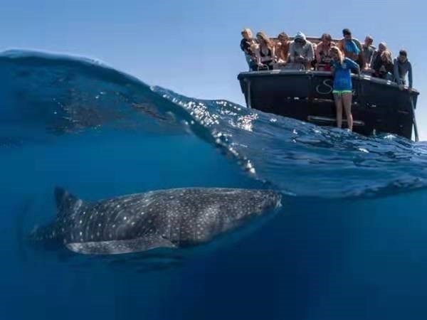 地球百科之海洋生命（1）探索鲸鲨之谜
