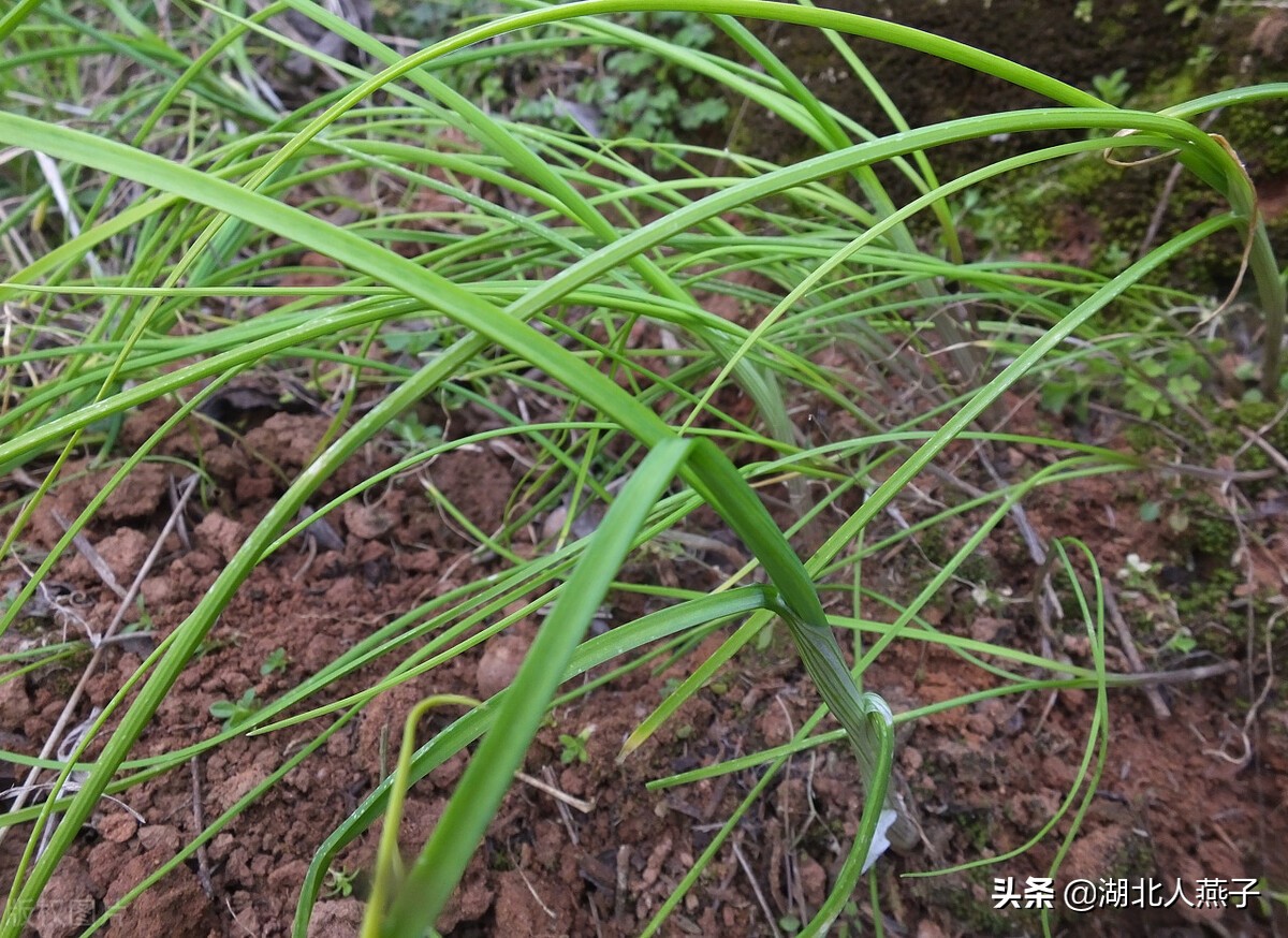 春天挖野菜，送你70种野菜图片大全，教你认识不同的野菜和吃法