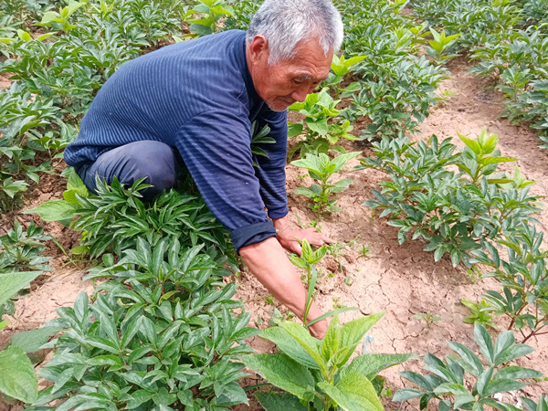 75歲老人種植藥材，年收入10萬元以上，真棒