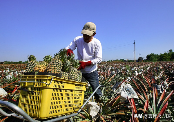 趙少康：台灣對大陸沒有惡意，大陸應該大人有大量繼續�進口鳳梨�才對