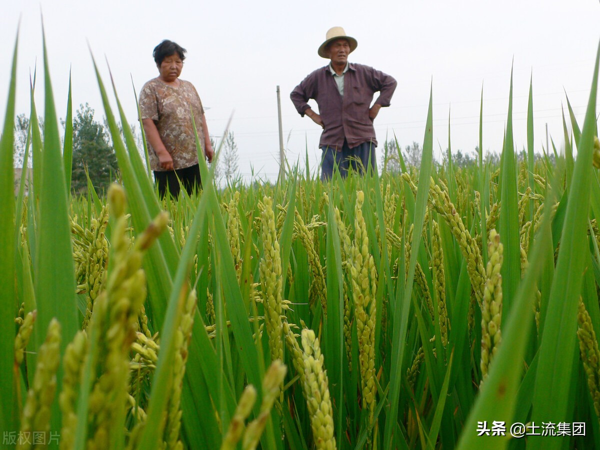 2021年水稻种植补贴最新政策：每亩补贴多少钱？