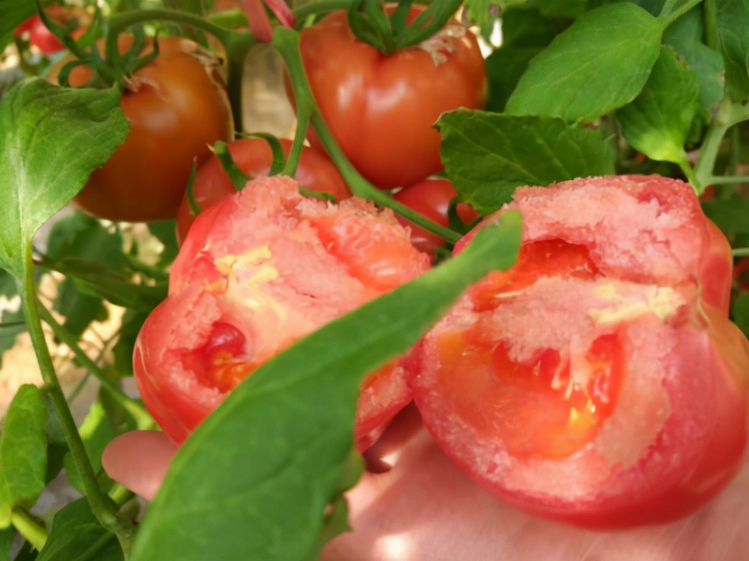 图片[2]-分辨催熟西红柿的小妙招-起舞食谱网