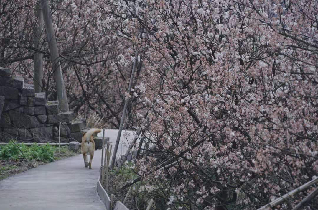 宁波赏樱，这三大绝美赏樱秘境，带你邂逅梦幻般的日系樱花雨