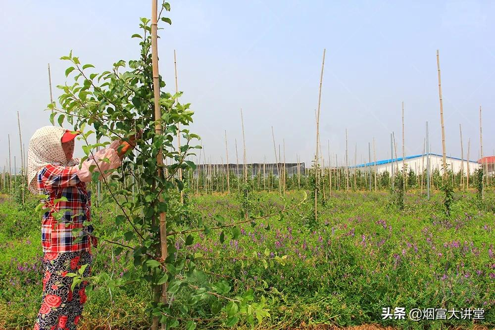七月苹果幼树管理:促控结合实现早丰产、早结果